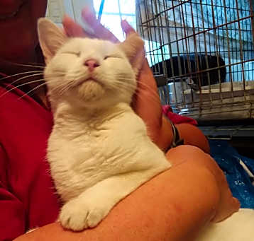 Photo of Marshmallow