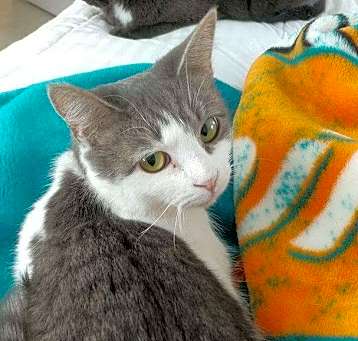 Photo of Shadow