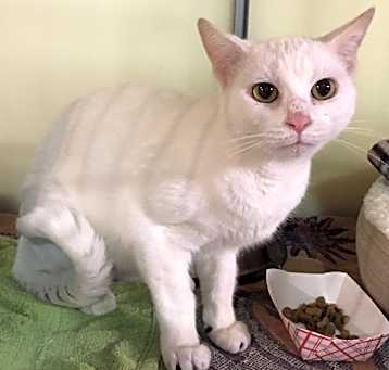 Photo of Leia