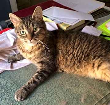 Photo of Callie LAP CAT