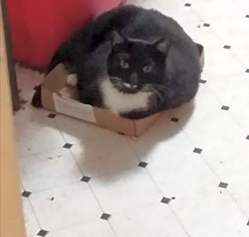 Photo of Charlie-  Back leg Amputee