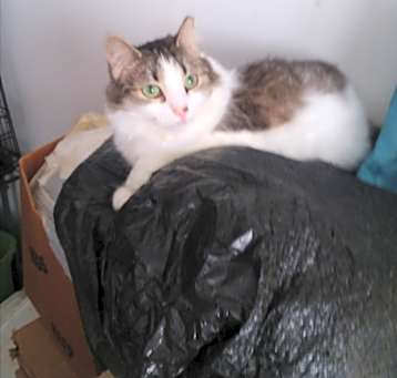 Photo of Rosemary