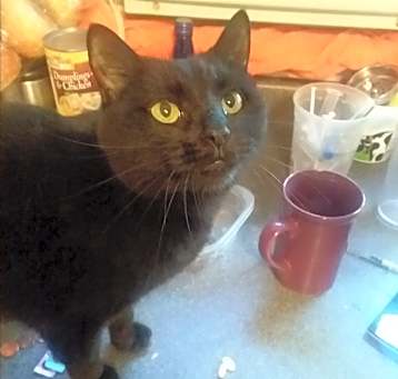 Photo of Violet