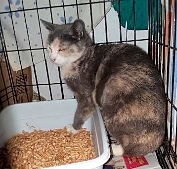 Photo of Nabila--Amputated Tail