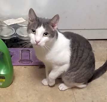 Photo of Scooter