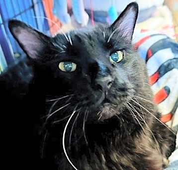 Photo of Cadfael