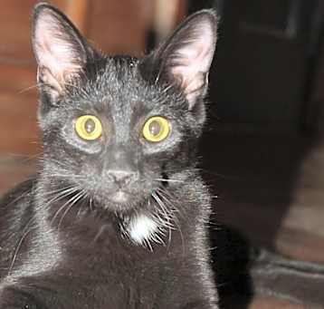 Photo of Raven