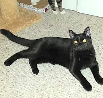 Photo of Bear