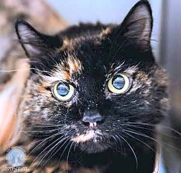Photo of Tippy