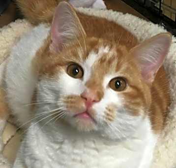 Photo of Merlin