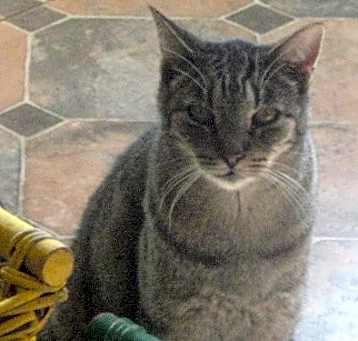 Photo of Tigger