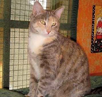 Photo of Ginger