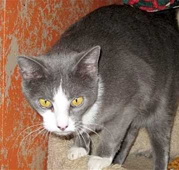 Photo of Smokey