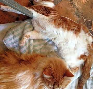 Photo of Butterscotch