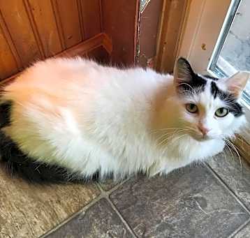Photo of Oreo