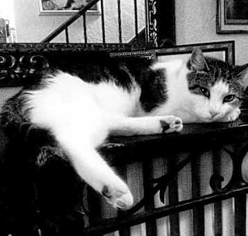 Photo of Buddy/ Dog alike CAT