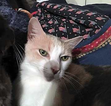 Photo of Peachy