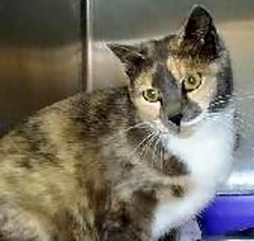 Photo of Bootsie (formerly Miranda)