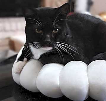 Photo of Tucker