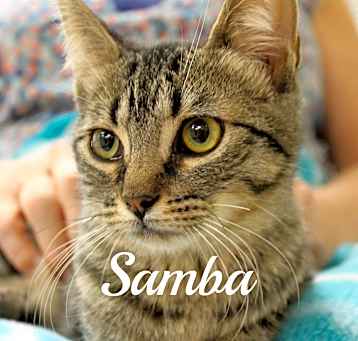 Photo of Samba