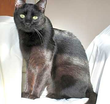 Photo of Ash 13