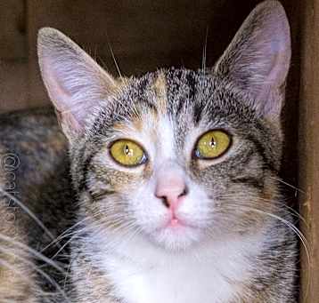Photo of Collette
