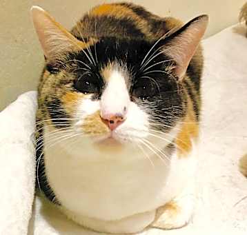 Photo of Butterscotch