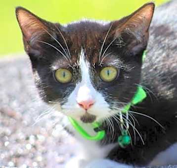 Photo of Dot