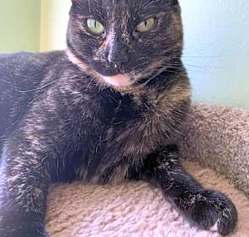 Photo of Scarlet