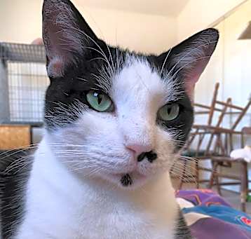 Photo of Street Cat