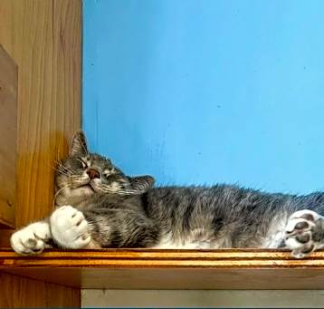 Photo of Snuggler