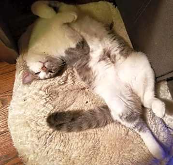 Photo of Grimm