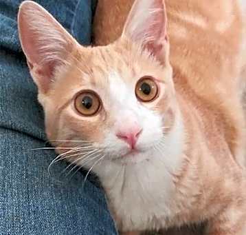 Photo of Huckleberry