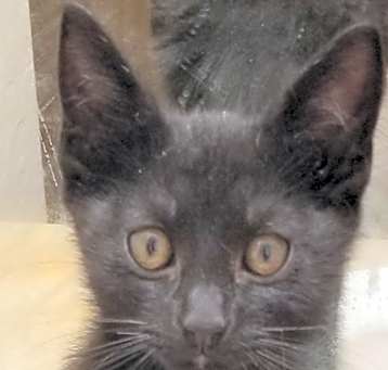 Photo of Taquito
