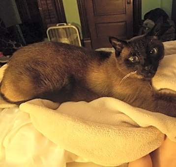 Photo of Rocco
