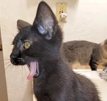 Photo of Gordita