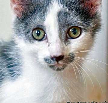 Photo of Duchess