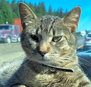 Photo of Corky