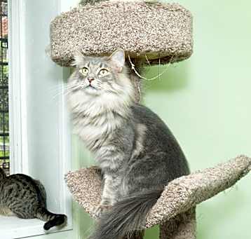 Photo of Charm