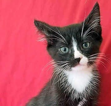 Photo of Oliver Twist