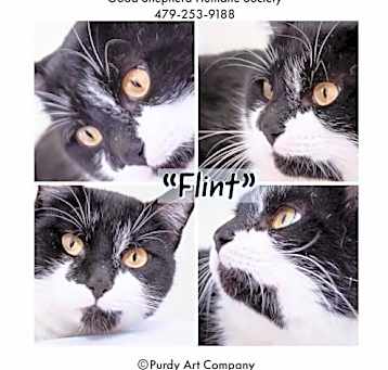 Photo of Flint