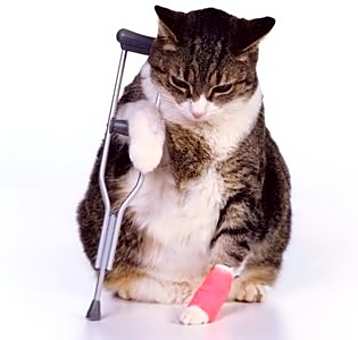 Photo of Special Needs