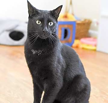 Photo of Sashi