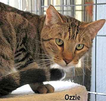 Photo of Ozzie