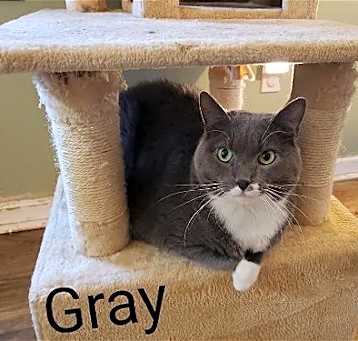 Photo of Gray