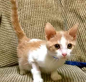 Photo of Dexter