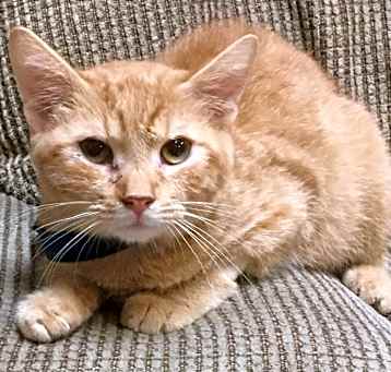 Photo of Weasel