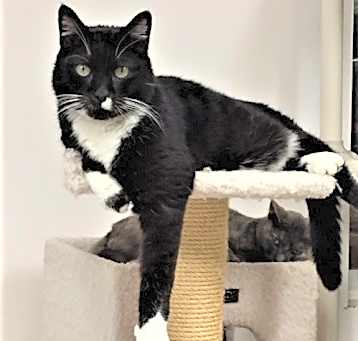 Photo of Bart (aka Bartleby)