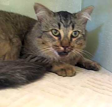 Photo of Lynx looking cat for adoption