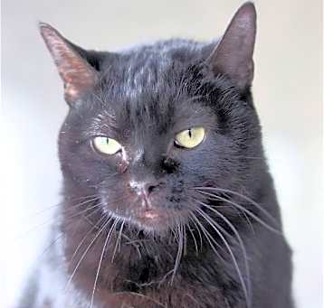 Photo of Rotini